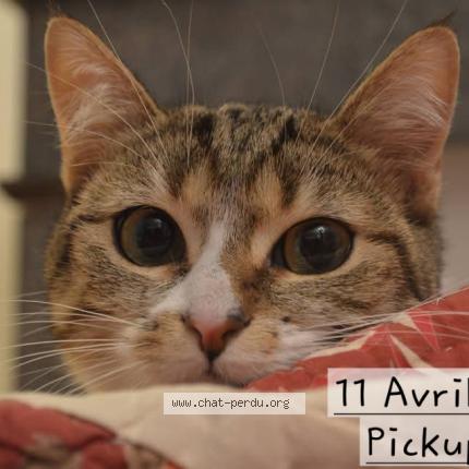 Photo 1/1 Pick-up Chat lost in Mirebeau