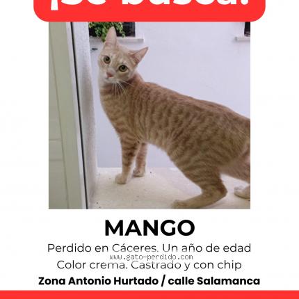 Photo 1/1 Mango Chat lost in Caceres