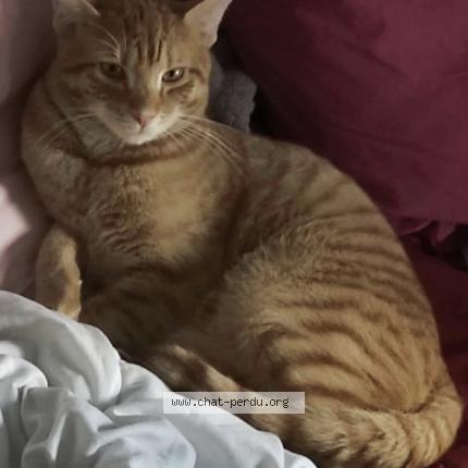 Photo 1/1 Fouinette Chat lost in Yutz