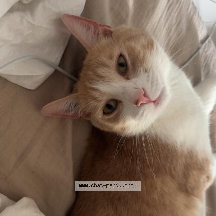 Photo 1/1 Titi Chat lost in Caen