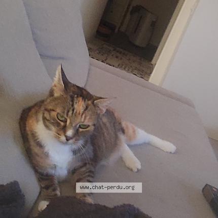 Photo 1/1 Devidal Chat lost in Saint michel de maurienne