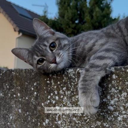 Photo 1/1 Aïna Chat lost in Villeneuve saint georges