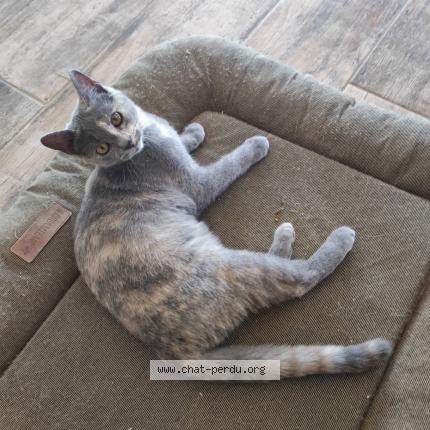 Photo 1/1 Una Chat lost in Frayssinhes