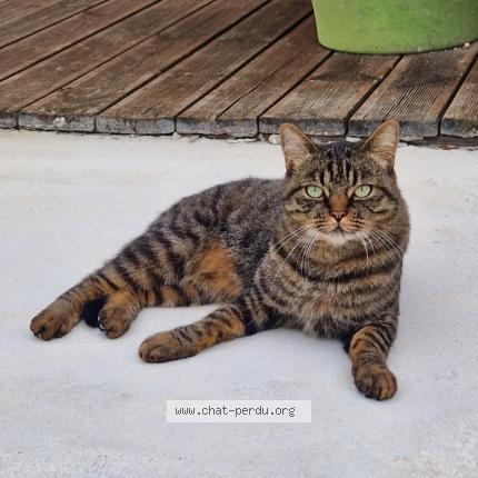 Photo 1/1 Thor Chat lost in Bourg saint christophe