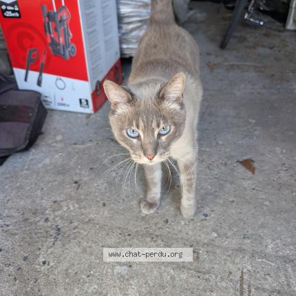 Photo 1/1 Found cat Found in Villenave d ornon