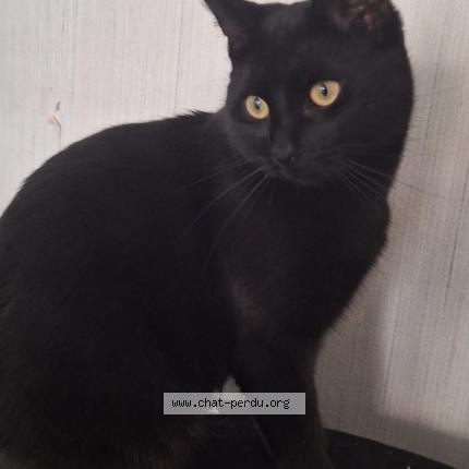 Photo 1/1 Maya Chat lost in Illzach