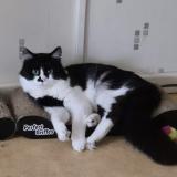 Picture of cat lost at Saint Aubin Les Elbeuf