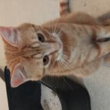 Picture of cat found at La Seyne Sur Mer