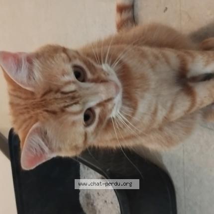 Photo 1/1 Cat reunited Found in La seyne sur mer