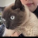 Picture of cat lost at Plomodiern