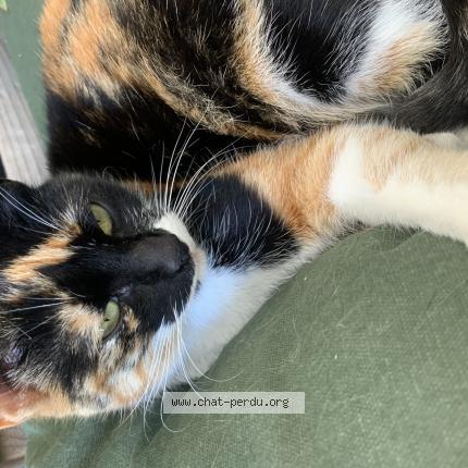 Photo 1/1 Bijou Chat lost in Paimpol