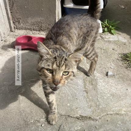 Photo 1/1 Found cat Found in Calais