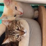 Picture of cat lost at Saint Antoine De Ficalba