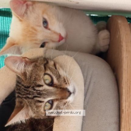 Photo 1/1 Twix Chat lost in Saint antoine de ficalba