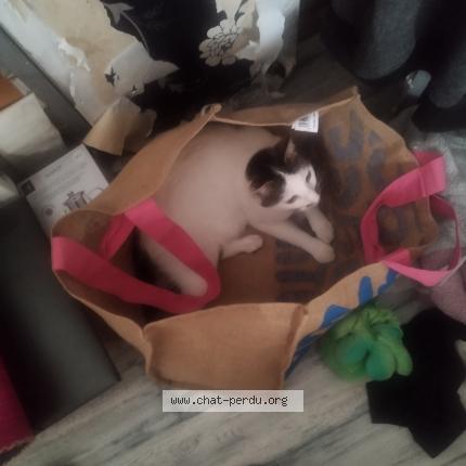 Photo 1/1 Yu Yan Chat lost in L hermenault