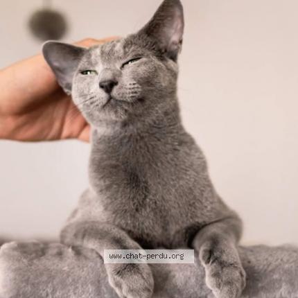 Photo 1/1 Petipat Chat lost in Bordeaux