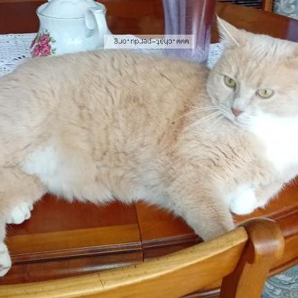 Photo 1/1 Daisy Chat lost in Tours