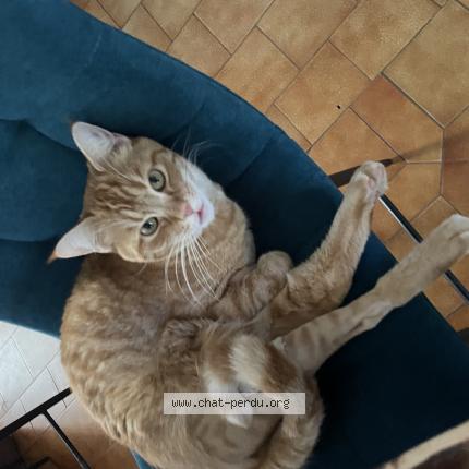 Photo 1/1 Gambas Chat lost in Seysses