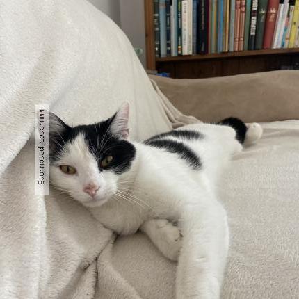 Photo 1/1 vivaldi Chat lost in Mions