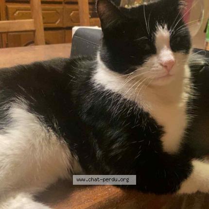Foto 1/1 Kat teruggevonden Vermist in Houdeng Aimeries