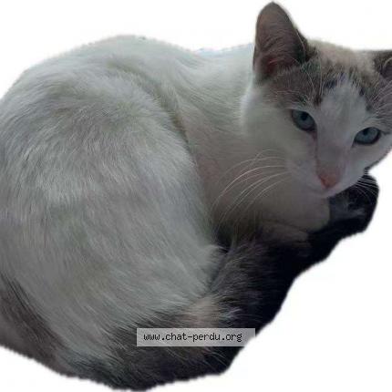 Photo 1/1 Flocon Chat lost in Ivry sur seine