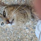 Picture of cat found at Perpignan St Assiscle