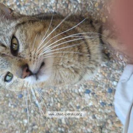 Photo 1/1 Found cat Found in Perpignan st assiscle