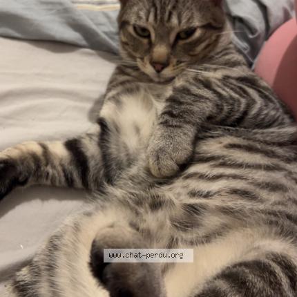 Photo 1/1 Simba Chat lost in Beaucaire