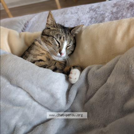 Photo 1/1 Kewkew Chat lost in Neuville en ferrain