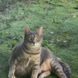 Picture of cat lost at Arnouville