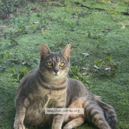 Photo 1/1 Chipie Chat lost in Arnouville