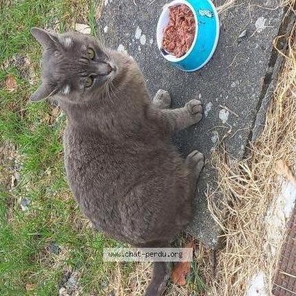 Photo 1/2 Found cat Found in Grenade