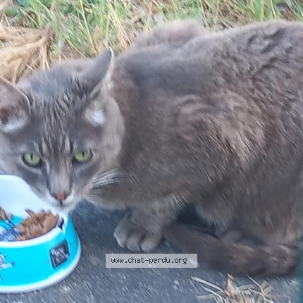 Photo 2/2 Found cat Found in Grenade