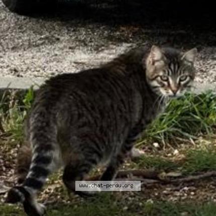 Photo 1/1 Patapouf miaouss Chat lost in Six fours les plages