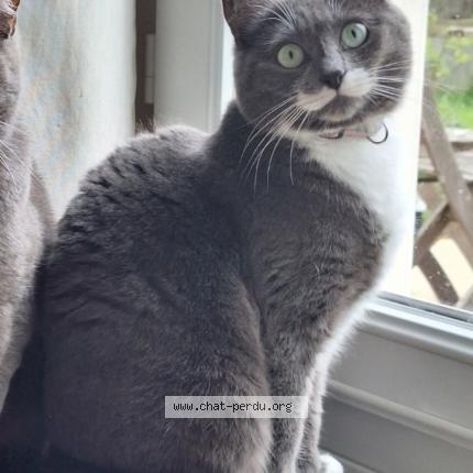 Photo 1/1 Vicky Chat lost in La garnache