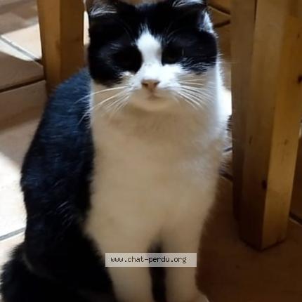 Photo 1/1 Cat reunited Lost in Pont d ain