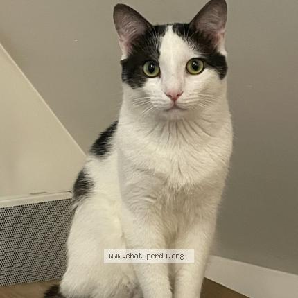 Photo 1/1 Ramses Chat lost in Champigny