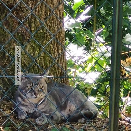Photo 1/1 Found cat Found in Chatuzange le goubet