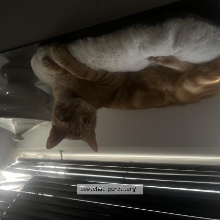 Photo 1/1 Rocky Chat lost in Troyes