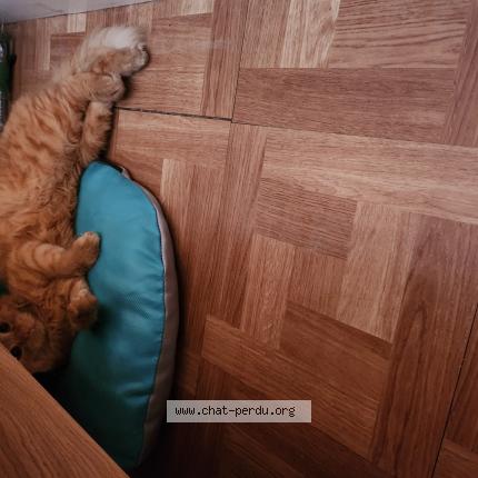 Photo 1/1 Escanor Chat lost in Brie comte robert