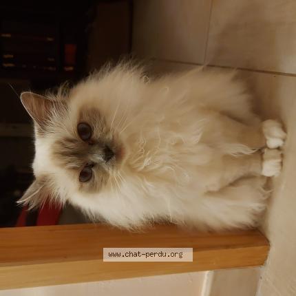 Photo 1/1 Lulu Lisbonne Chat lost in Beziers