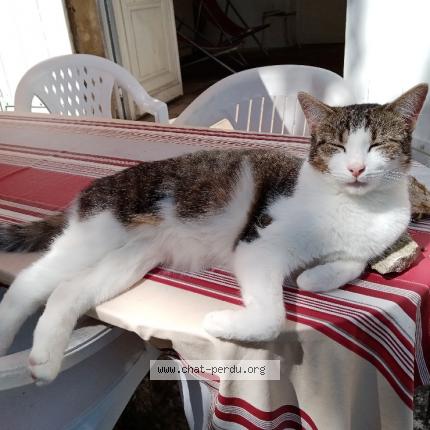 Photo 1/1 Abba Chat lost in Melle