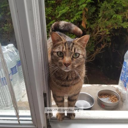 Photo 1/1 Minette Chat lost in Vieux charmont