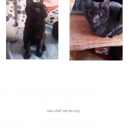 Photo 1/1 Shadow Chat lost in Poitiers