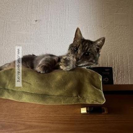 Photo 1/2 Yuki Chat lost in Pond du chateau