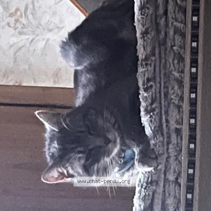 Photo 2/2 Yuki Chat lost in Pond du chateau