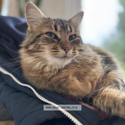 Photo 1/1 Chicorée Chat lost in La montagne