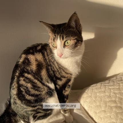 Photo 1/1 Mira Chat lost in Caudebec les elbeuf