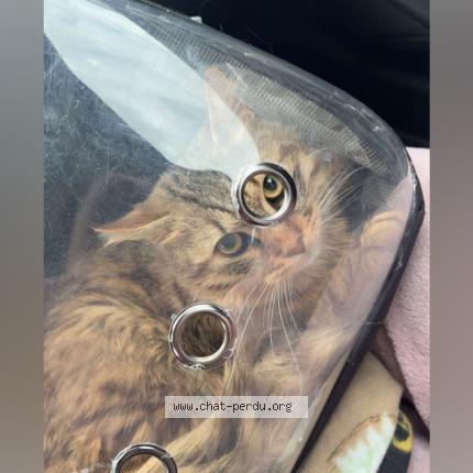 Photo 1/1 Dermiste Chat lost in Guebwiller