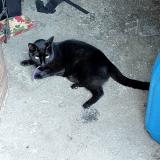 Picture of cat found at Ardon